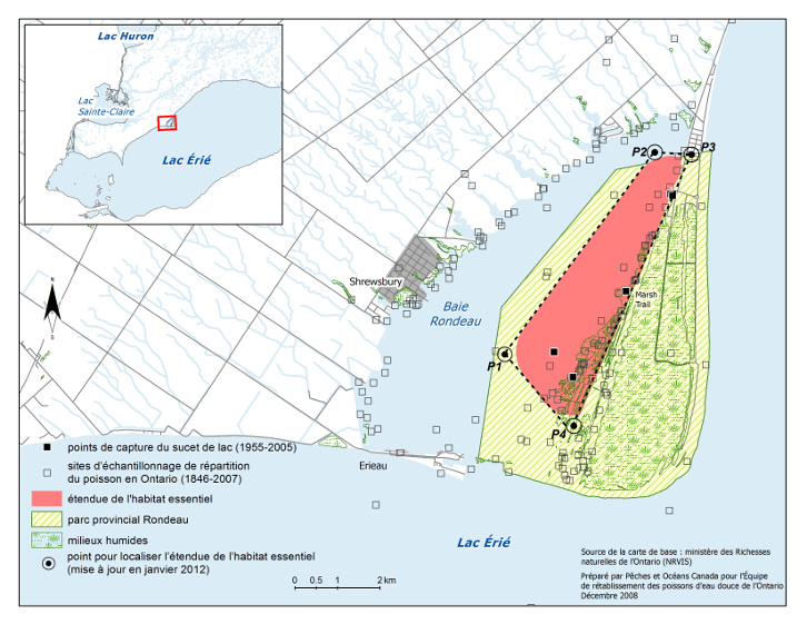 La carte 3 est une carte représentant la partie de la rive nord du lac Érié entourant la baie Rondeau et le parc provincial Rondeau. Quatre points (P1, P2, P3 et P4) forment un quadrangle sur la carte dans lequel est illustrée l’étendue de l’habitat essentiel du sucet de lac. L’habitat essentiel se situe à l’intérieur des limites du parc provincial Rondeau et est délimité à l’est par le sentier Marsh Trail. La carte indique les points de capture du sucet de lac (de 1955 à 2005), ainsi que les sites d’échantillonnage de répartition du poisson en Ontario (de 1846 à 2007). Un encart situé en haut à gauche indique l’aire représentée sur cette carte mais sur une carte à petite échelle.